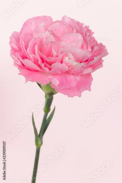 Obraz Pink carnation on pink background