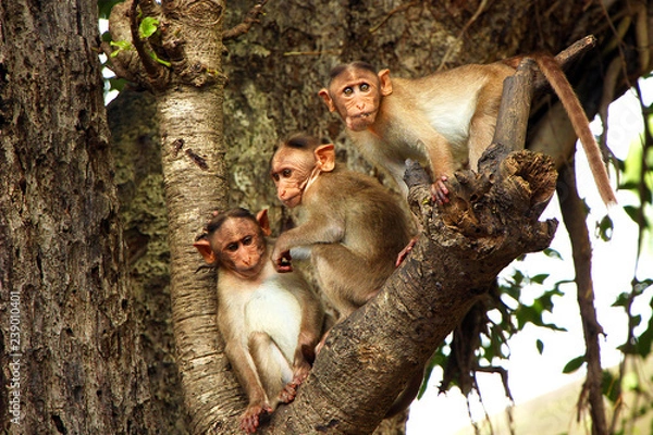 Obraz three monkey on the tree
