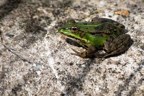Fototapeta Frog