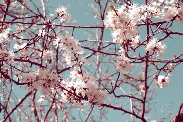Obraz Branches of cherry blossoms
