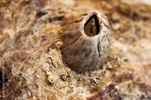 Fototapeta abstract, texture, mussel, shell, cloud, clouds, blue, light, space, orange, sun, dark, color, sunset, grunge, yellow, black, red, fire, backdrop, galaxy, bright, moon, astronomy, nebula, night, brown