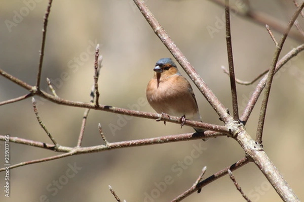 Fototapeta Petirrojo