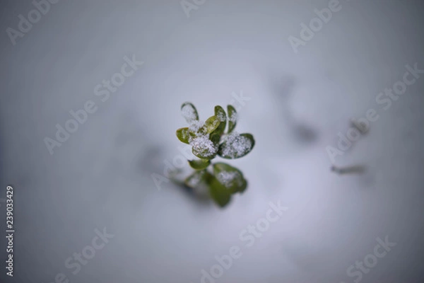 Obraz Closeup green sparkle