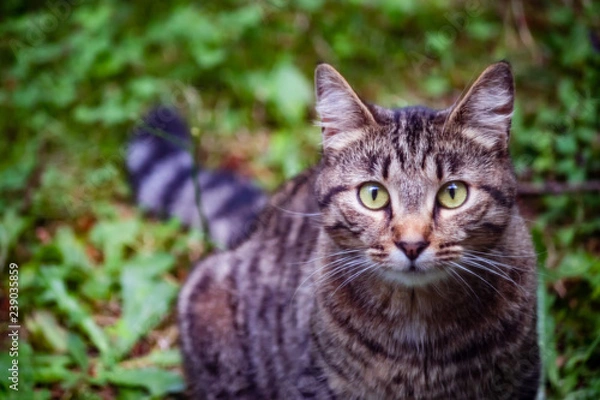 Fototapeta head body and stripped tail of green eyed cat summer garden