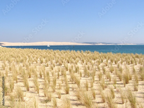 Obraz Plantation d'oyat  au Cap Ferret