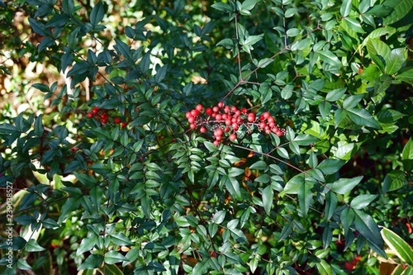 Fototapeta 赤い木の実