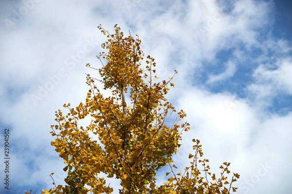 Obraz 銀杏と青空２