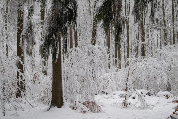 Obraz verschneiter Wald beim Tanzplan (Sebnitz)