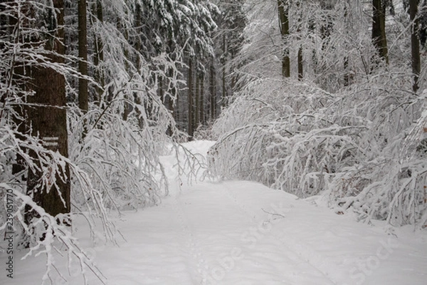 Obraz verschneiter Wald beim Tanzplan (Sebnitz)
