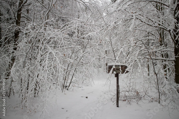Obraz verschneiter Wald beim Tanzplan (Sebnitz)
