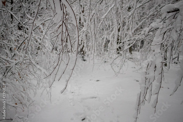 Obraz verschneiter Wald beim Tanzplan (Sebnitz)