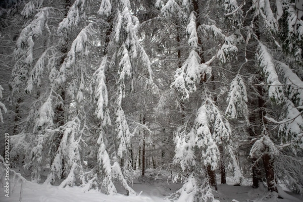 Obraz verschneiter Wald beim Tanzplan (Sebnitz)