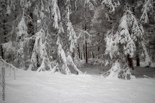 Obraz verschneiter Wald beim Tanzplan (Sebnitz)