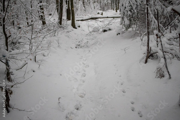 Obraz verschneiter Wald beim Tanzplan (Sebnitz)