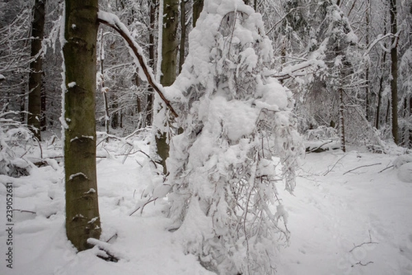 Obraz verschneiter Wald beim Tanzplan (Sebnitz)
