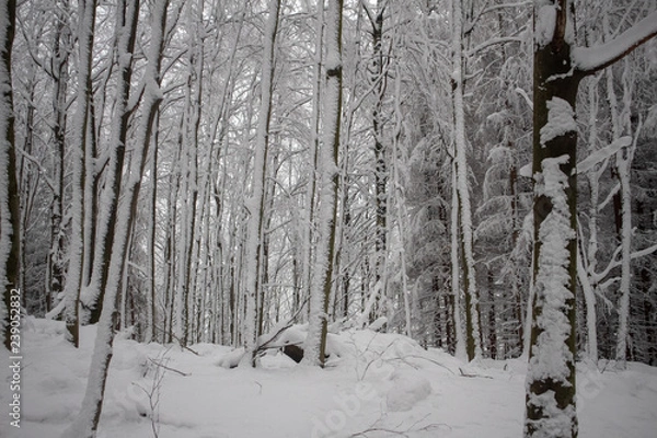 Obraz verschneiter Wald beim Tanzplan (Sebnitz)