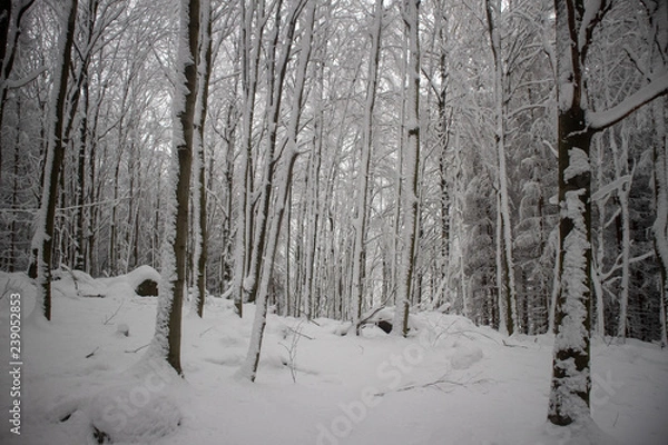 Obraz verschneiter Wald beim Tanzplan (Sebnitz)