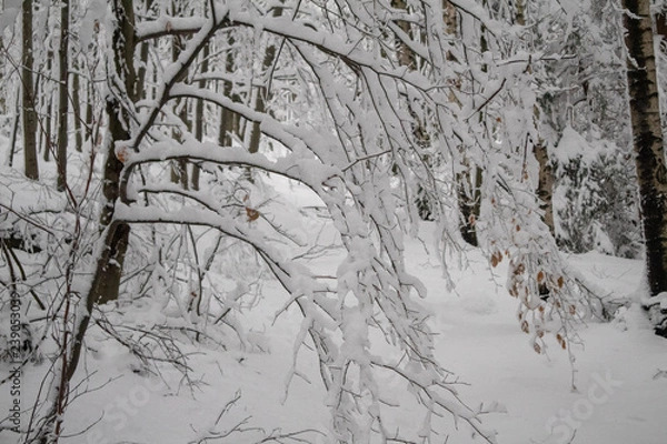 Obraz verschneiter Wald beim Tanzplan (Sebnitz)