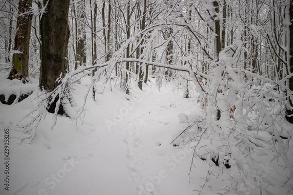 Obraz verschneiter Wald beim Tanzplan (Sebnitz)