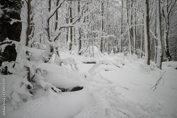 Obraz verschneiter Wald beim Tanzplan (Sebnitz)