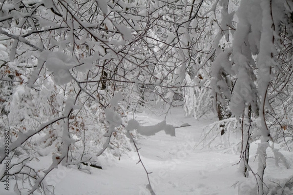 Obraz verschneiter Wald beim Tanzplan (Sebnitz)