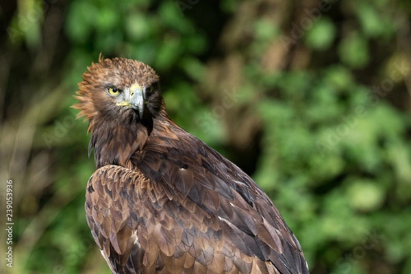 Fototapeta Golden Eagle