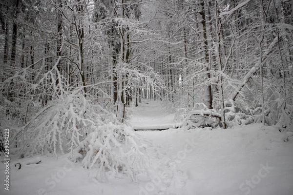 Obraz verschneiter Wald beim Tanzplan (Sebnitz)