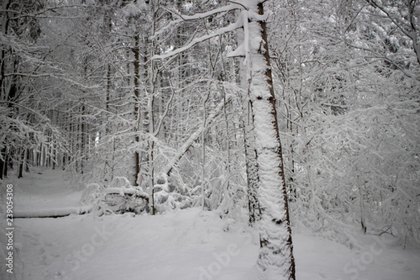 Obraz verschneiter Wald beim Tanzplan (Sebnitz)
