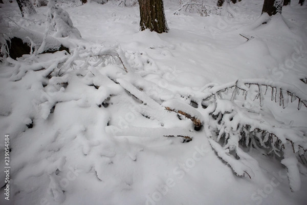 Obraz verschneiter Wald beim Tanzplan (Sebnitz)