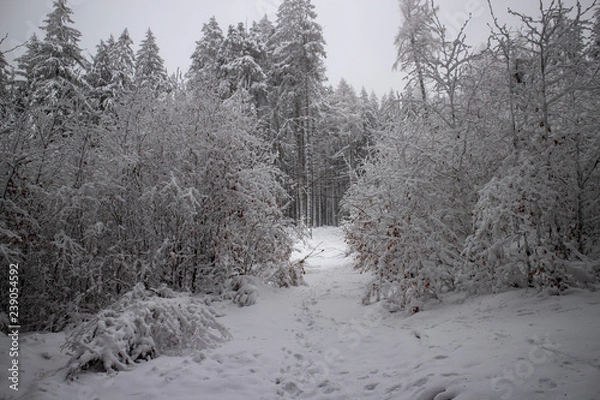 Obraz verschneiter Wald beim Tanzplan (Sebnitz)