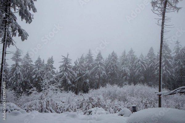 Obraz verschneiter Wald beim Tanzplan (Sebnitz)