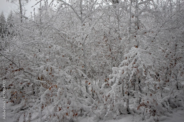 Obraz verschneiter Wald beim Tanzplan (Sebnitz)