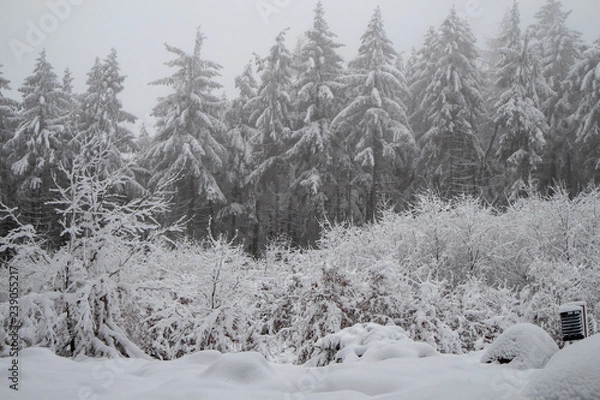 Obraz verschneiter Wald beim Tanzplan (Sebnitz)