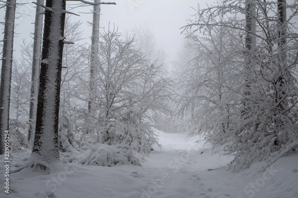 Obraz verschneiter Wald beim Tanzplan (Sebnitz)