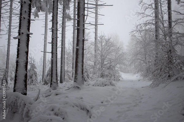 Obraz verschneiter Wald beim Tanzplan (Sebnitz)