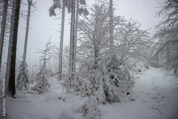 Obraz verschneiter Wald beim Tanzplan (Sebnitz)