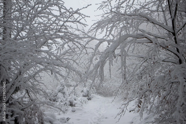 Obraz verschneiter Wald beim Tanzplan (Sebnitz)