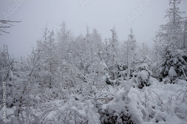 Obraz verschneiter Wald beim Tanzplan (Sebnitz)