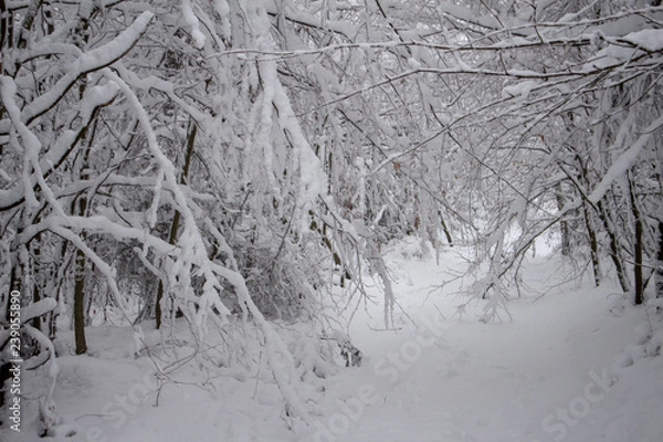 Obraz verschneiter Wald beim Tanzplan (Sebnitz)