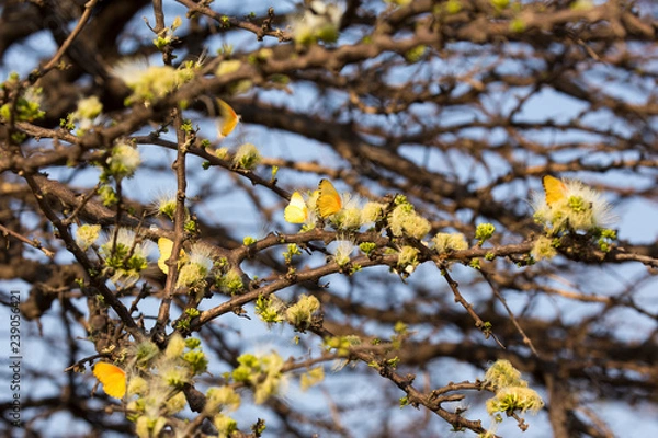 Obraz Many Yellow butterflies on a tree