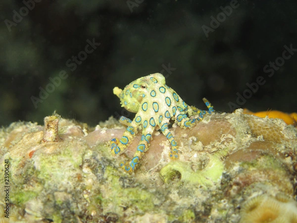 Obraz Greater Blue-ringed octopus