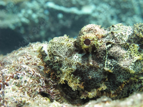 Obraz Stonefish in wait