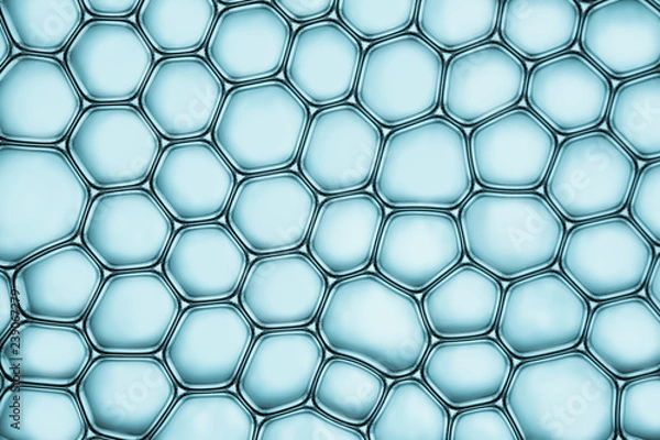 Obraz Cells division process, Cell divides into two cells