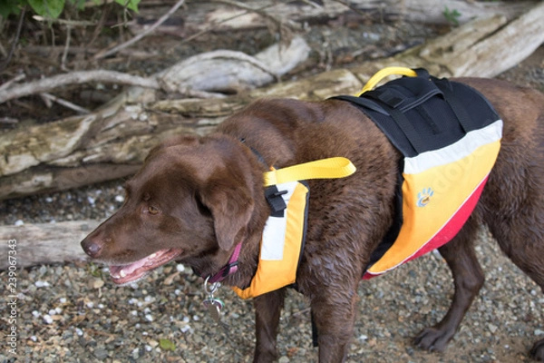 Obraz chocolate lab in flotation vest