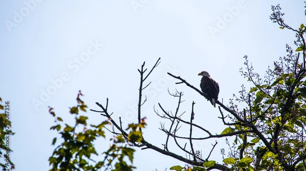 Fototapeta bald eagle by susquhanna river in tree