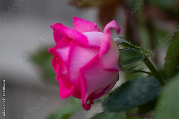 Obraz pink flower 