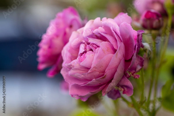 Obraz pink rose with one in background 