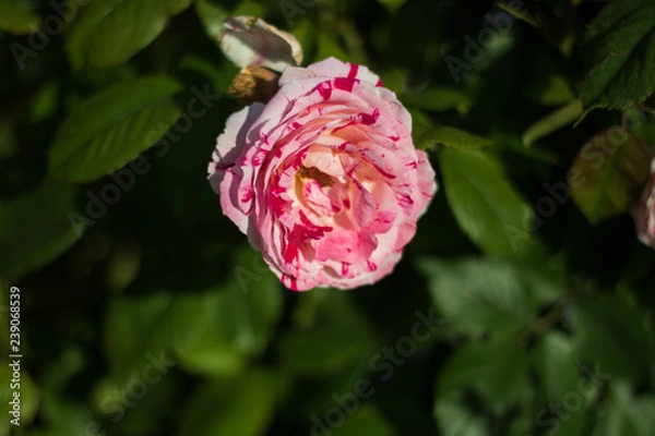 Obraz single candy cane rose growing downward 