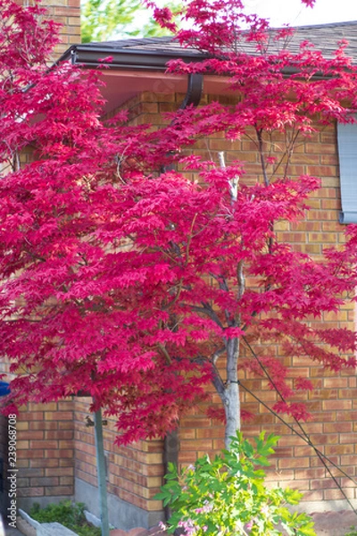 Obraz pink/red leaves from tree 