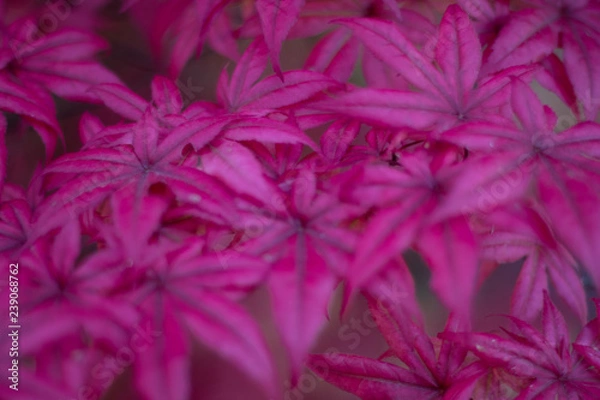 Obraz pink/red leaves from tree 